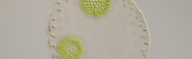 malerwerkstaette algen biozide algizide fassaden umwelt schaedigen fassadenschutz pilze klein