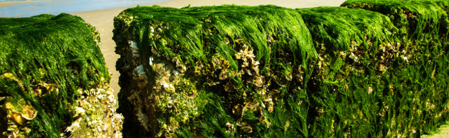 forschung farbe algen fassade bauphysik klein